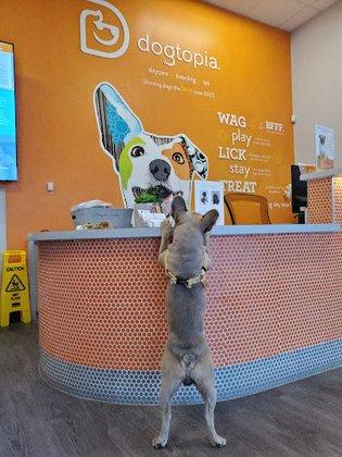 Dogtopia of South Austin