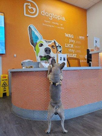 Dogtopia of South Austin