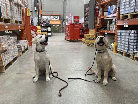 Xcaliber Dog Training LLC