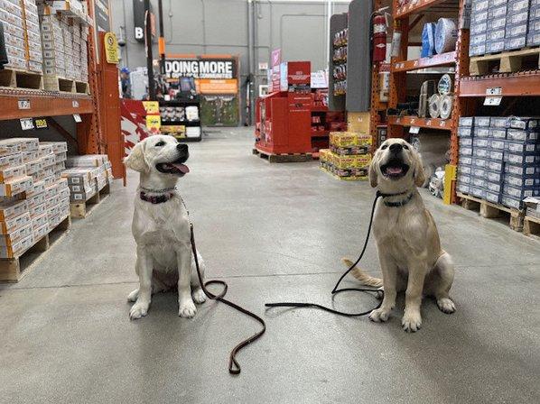 Xcaliber Dog Training LLC