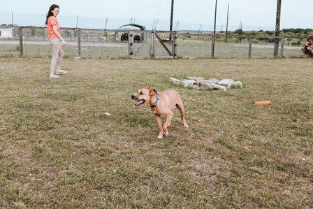 Remington Pet Ranch