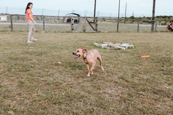 Remington Pet Ranch