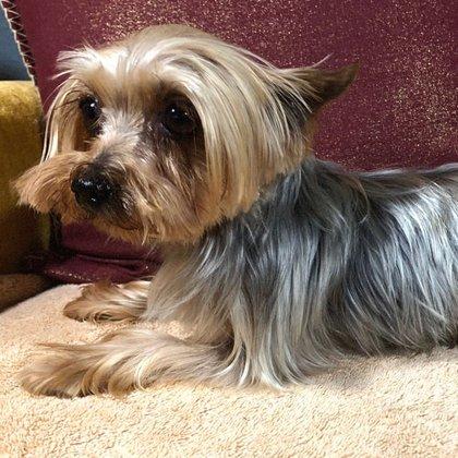 Little Hart Yorkies