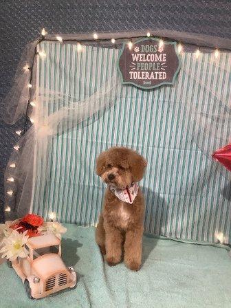 Wash Shake Wag - Dog Grooming, Somerset TX