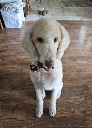 Stinkin Cute Grooming Salon