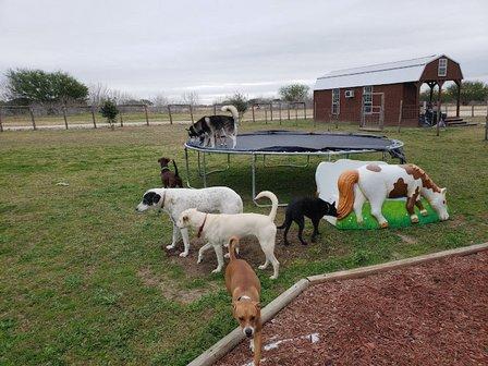 Alex's Pet Sitting and Boarding