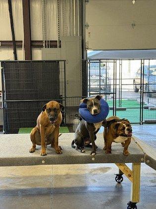 Camp Canine Play & Stay