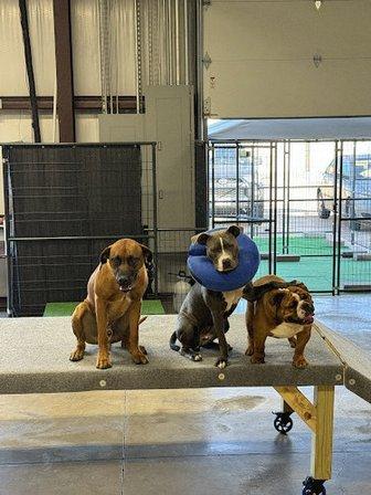 Camp Canine Play & Stay