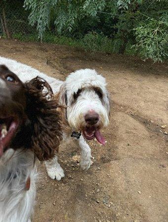 Adventure Days Dog Ranch