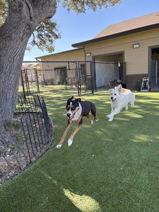 Paws Landing