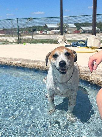 My Buddy's Pet Resort
