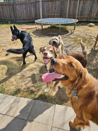 Stay n Play Dogs, LLC