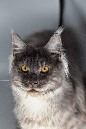 Wisteria Wildcats Maine Coons