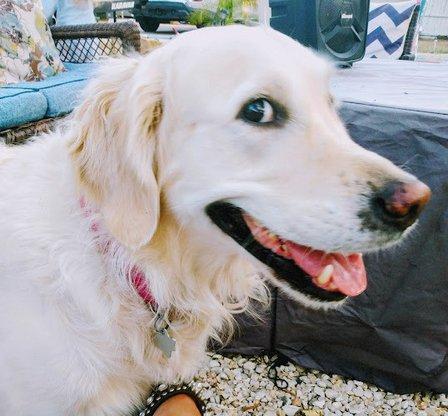 Pet Spa Boarding