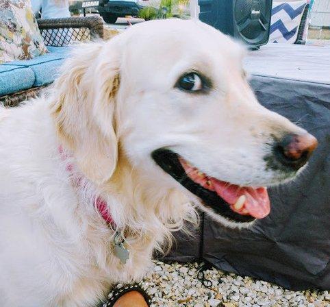 Pet Spa Boarding