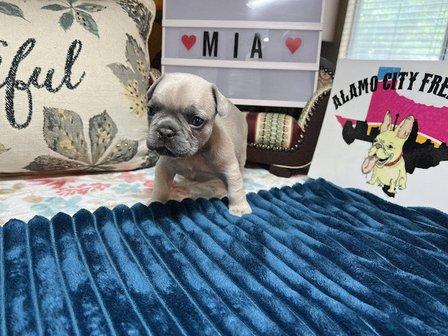 Alamo City Frenchies