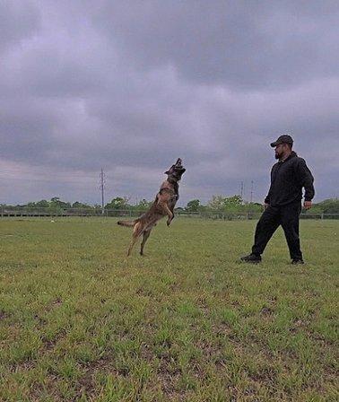 Tactical K9 Academy