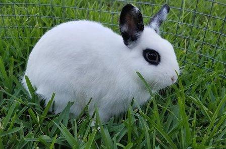 Bunny Haven Rabbitry & Poultry Farm ~call for hours