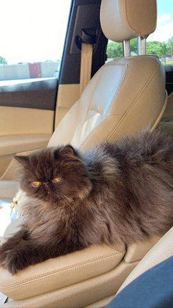 Luxury Persians of Texas