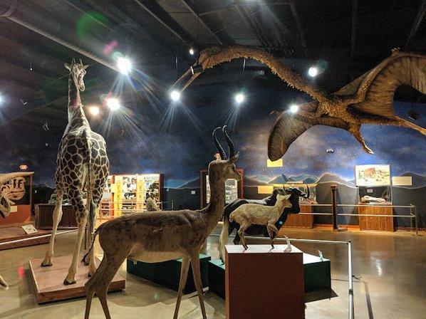 Bandera Natural History & Art Museum