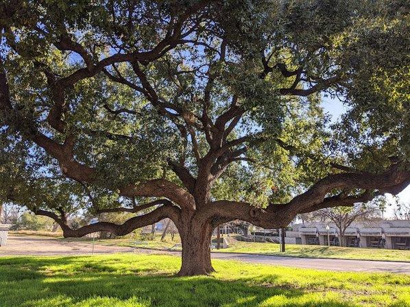 Menefee Tree