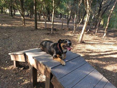 Hardberger Park - Dog Park (West)