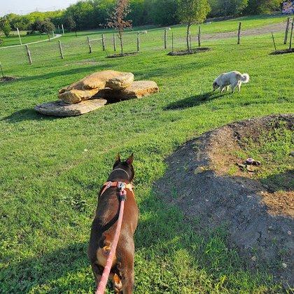 Paw Park at The Greenline