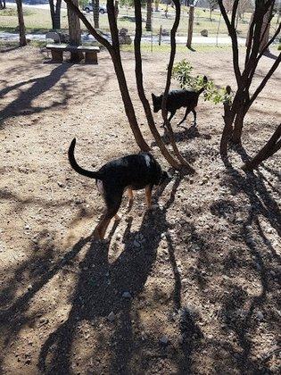 Olmos Park Dog Park