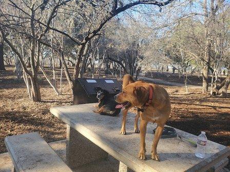 McAllister Dog Park
