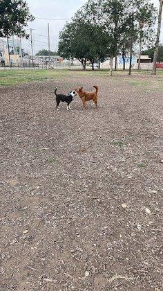 Maverick Dog Park