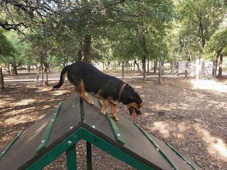 Blanco Road Dog Park in Phil Hardberger Park