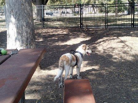 Madison Square Dog Park