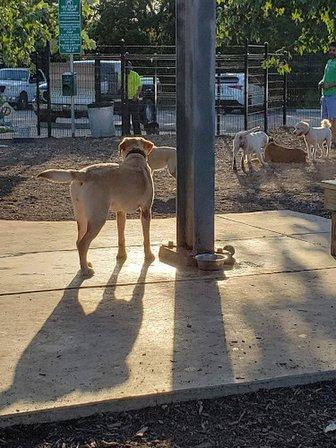 Panther Springs Dog Park