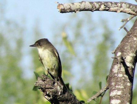 Warbler Woods Bird Sanctuary