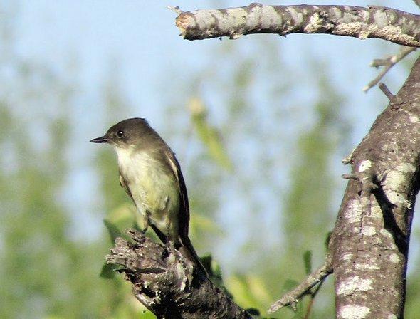 Warbler Woods Bird Sanctuary