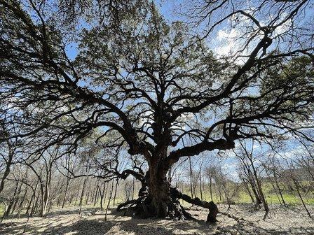 Mystic tree