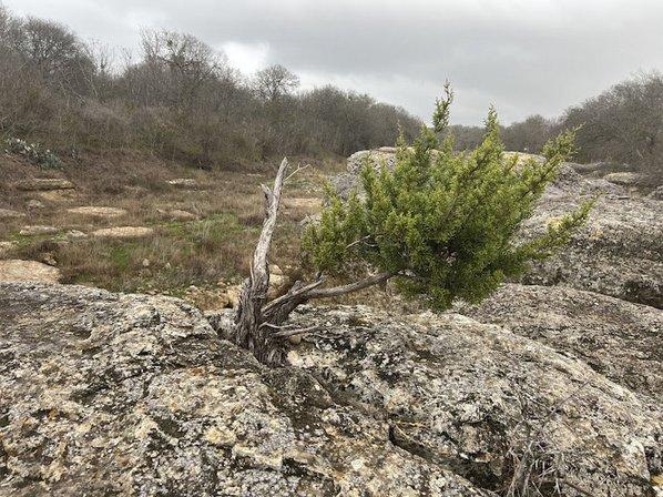 Cibolo Creek Bonsai Tree