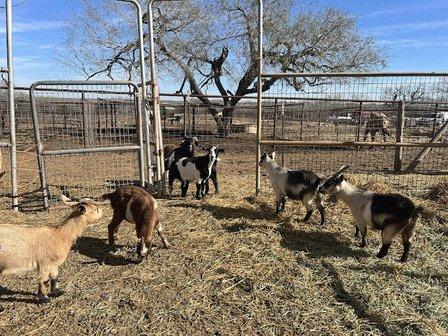 Zolten Ranch