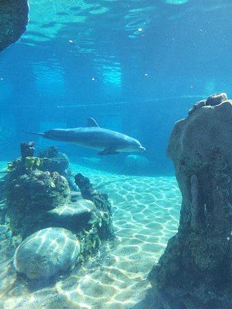 Dolphin Point