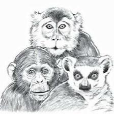 Primarily Primates Inc