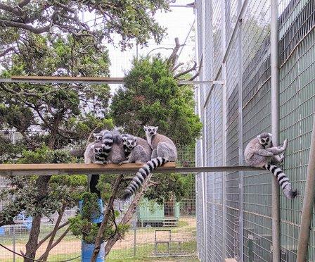 Primarily Primates Inc
