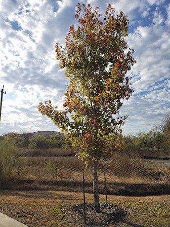 Carmona Hills Neighborhood Park