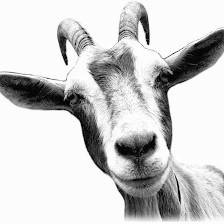 The Lucky Goat House
