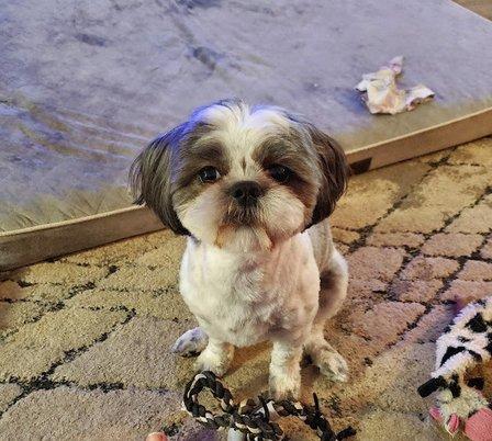 Ashleys Country Pup Dog Grooming ( Lucky Ranch )
