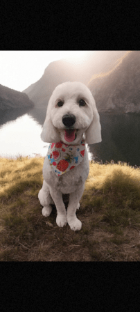 Paws N Effect LLC