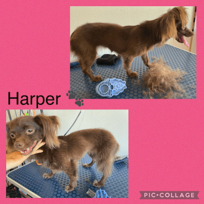 Dusty's Grooming and Spa!