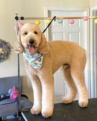 PawllywoodPups Grooming & Boutique