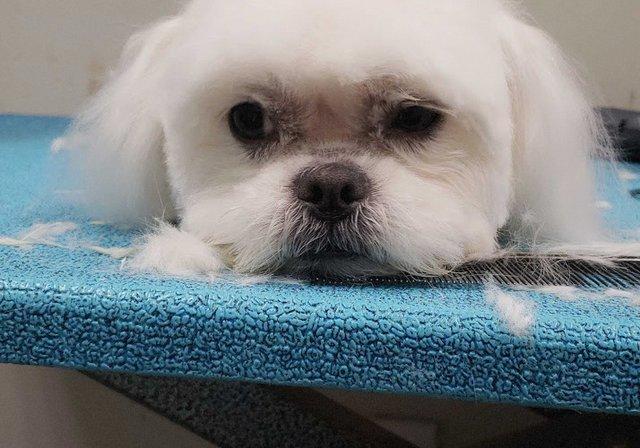 Club Woof! Pet Salon