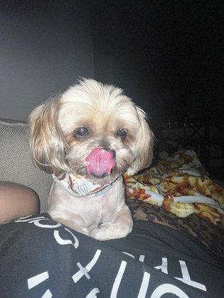 Ruff Hair Day
