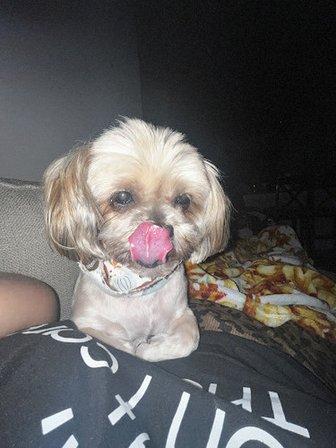 Ruff Hair Day